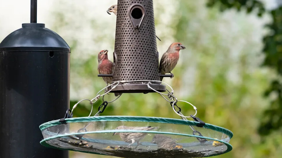 bird feeder