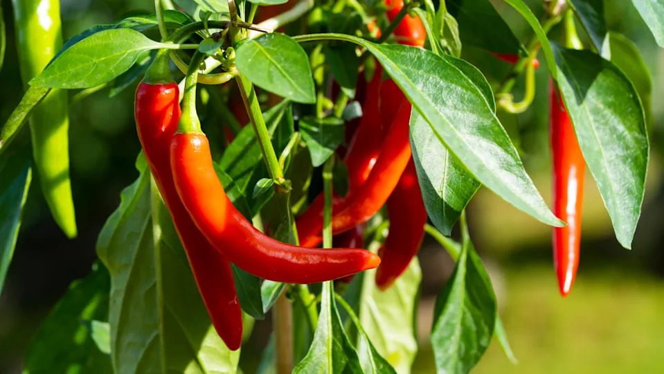 cayenne pepper