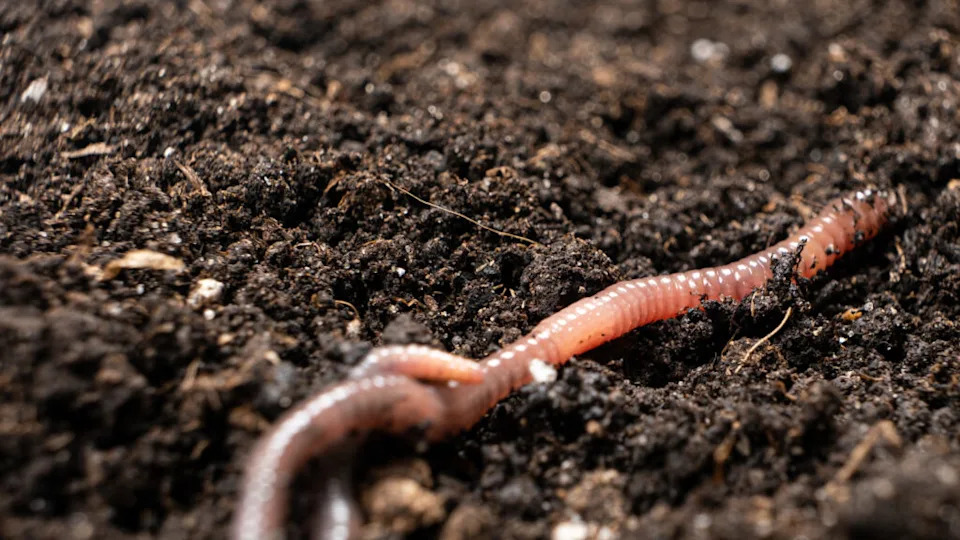 Big beautiful earthworm in the black soil, close-up