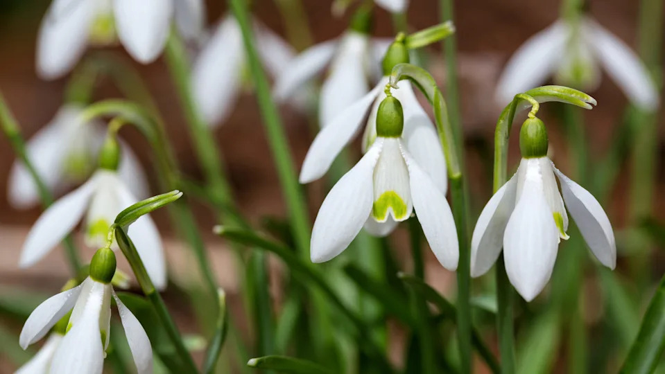 Common Snowdrop plant, also known as the Flower of Hope in full bloom