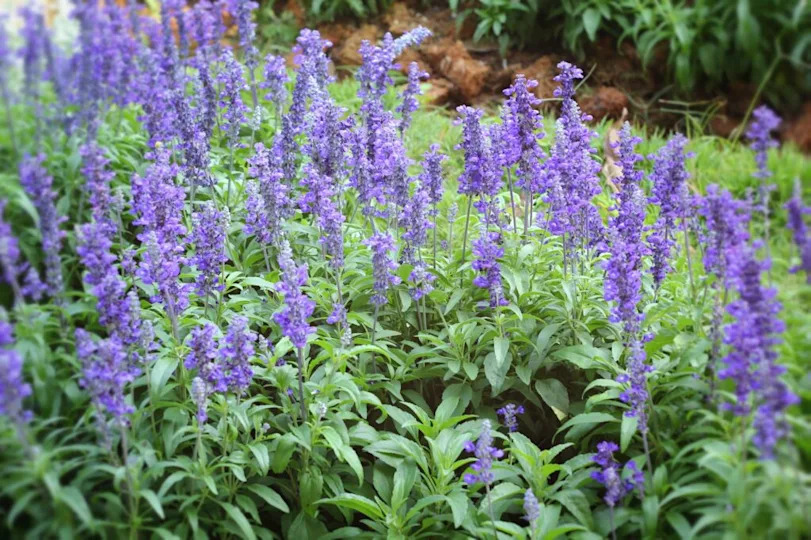 purple salvia