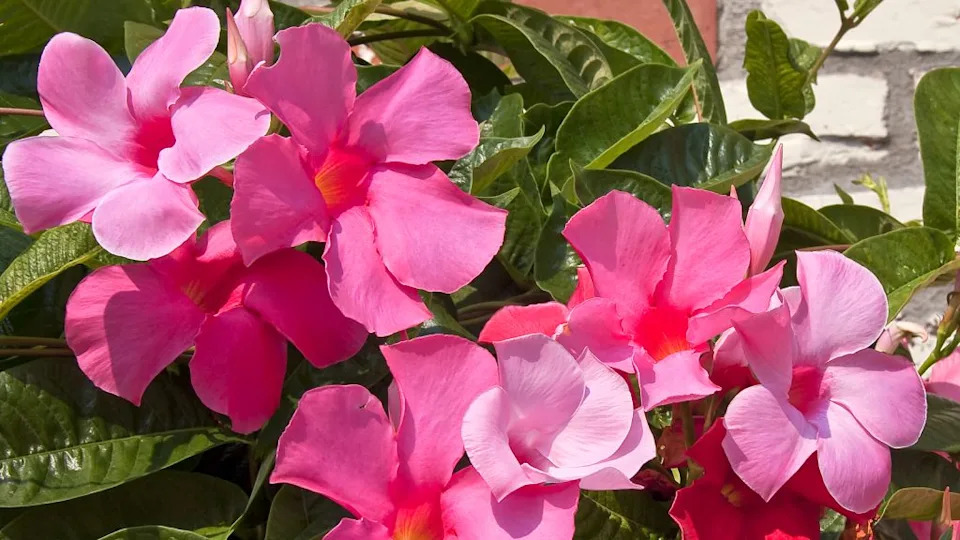 Mandevilla