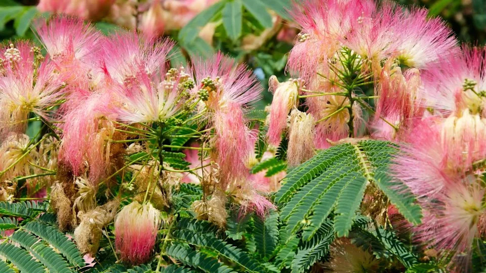 Beautiful pink flowers.