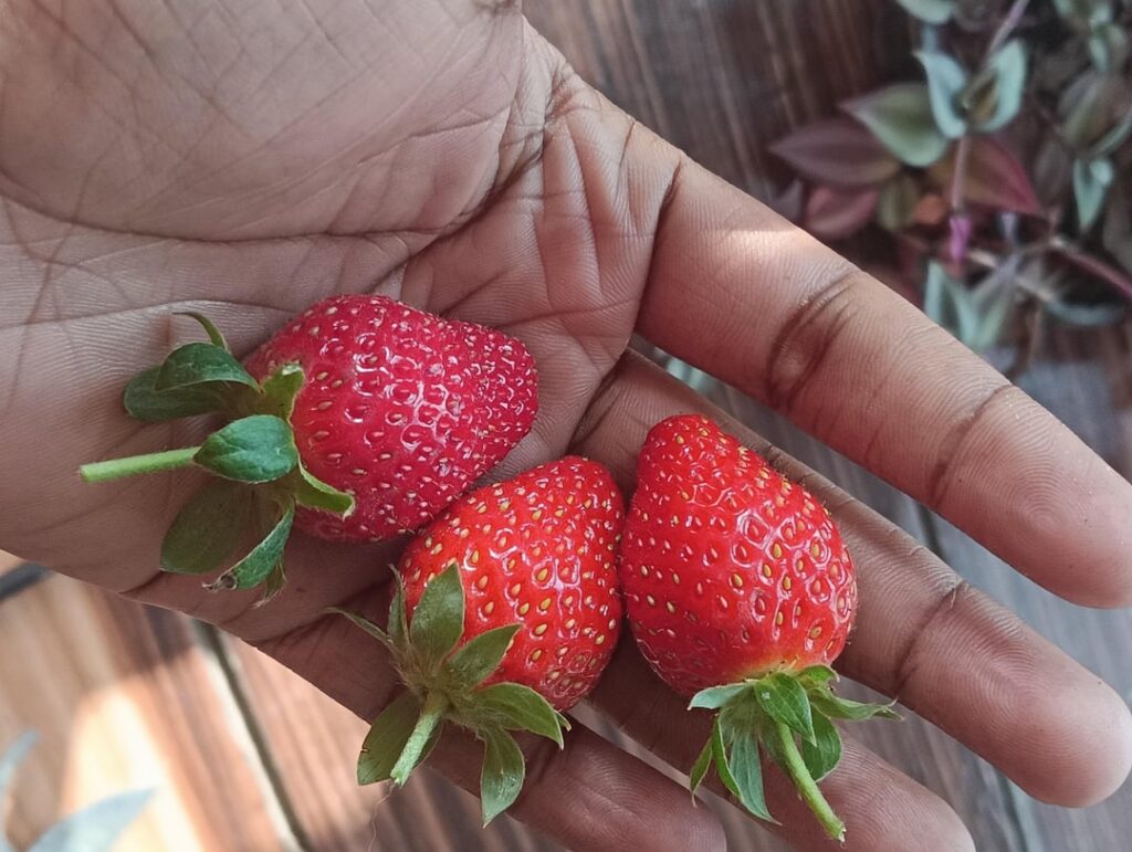 Did any one say strawberries (India,West Bengal,Kolkata)