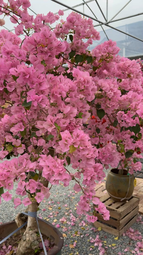Different bougainvillea colors from our nursery