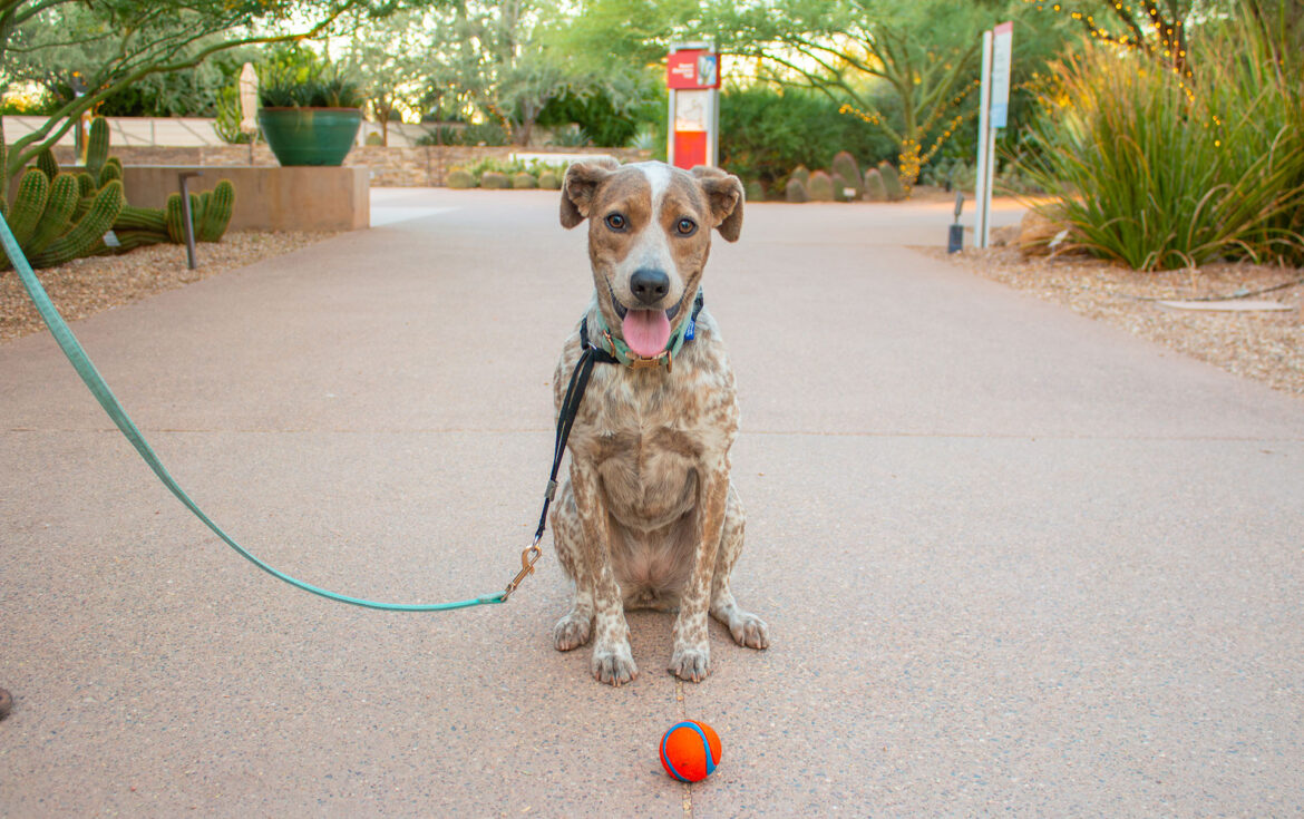 Dog Days at the Garden