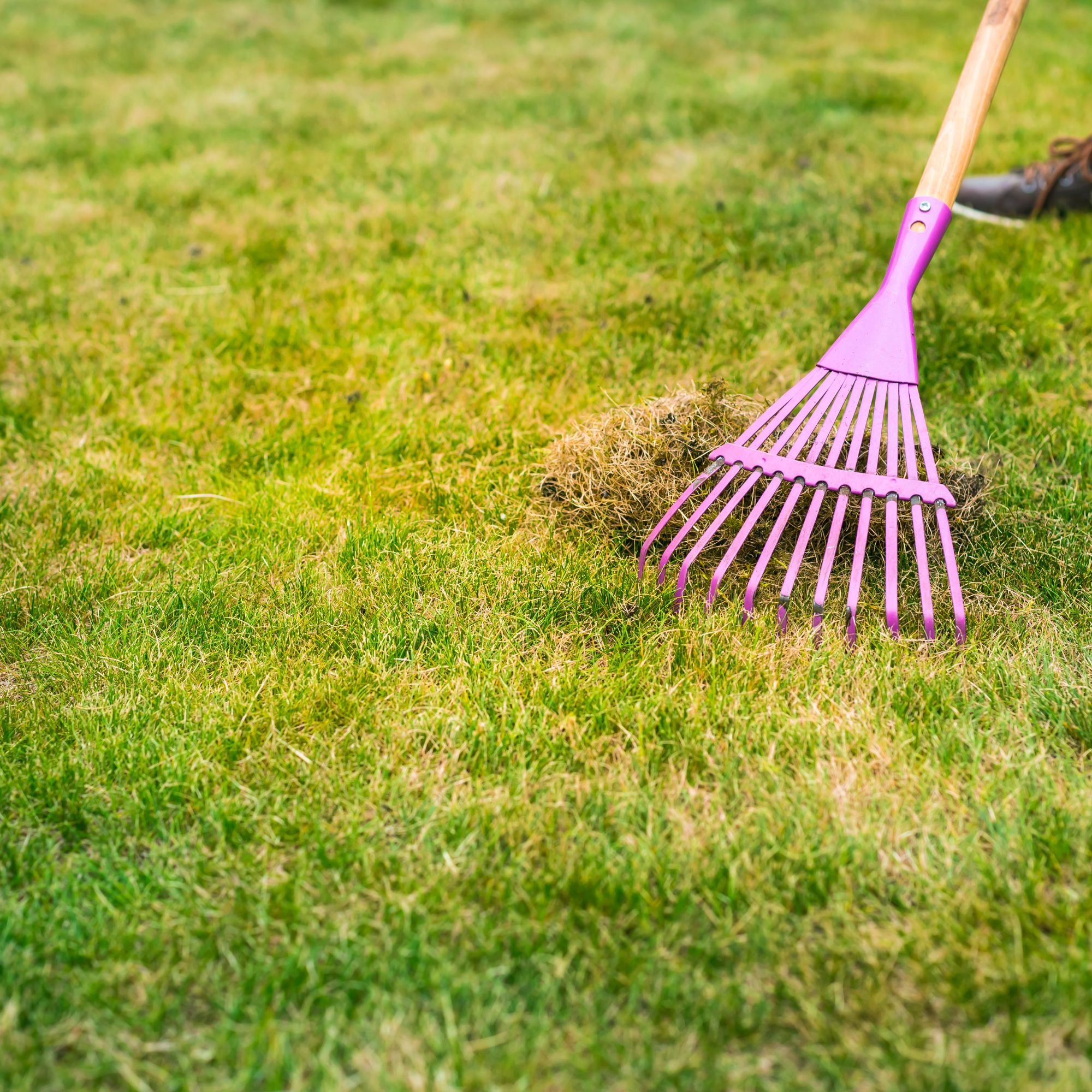 raking lawn