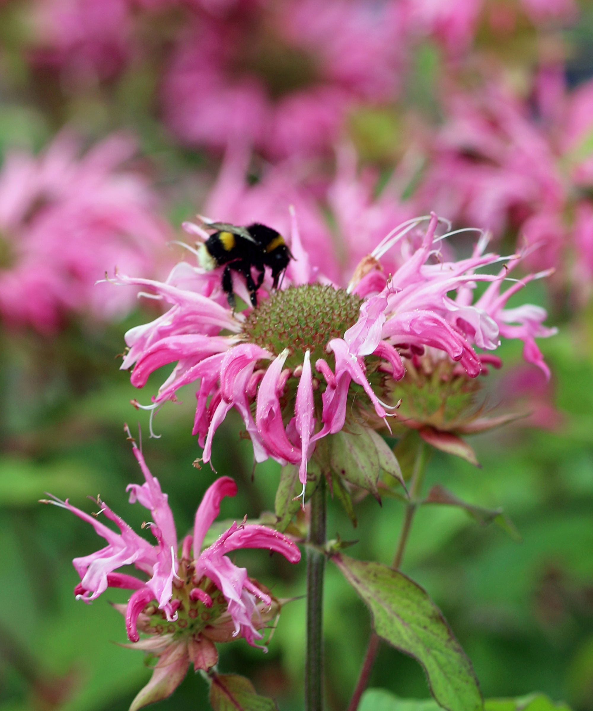 Bumblebee taking nectar from a pink monarda flower