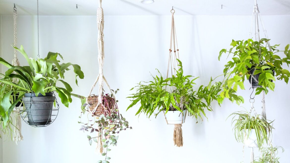 IKEA’s Hanging Planter is an Affordable Design Hero Selection of trailing plants in hangers against white wall