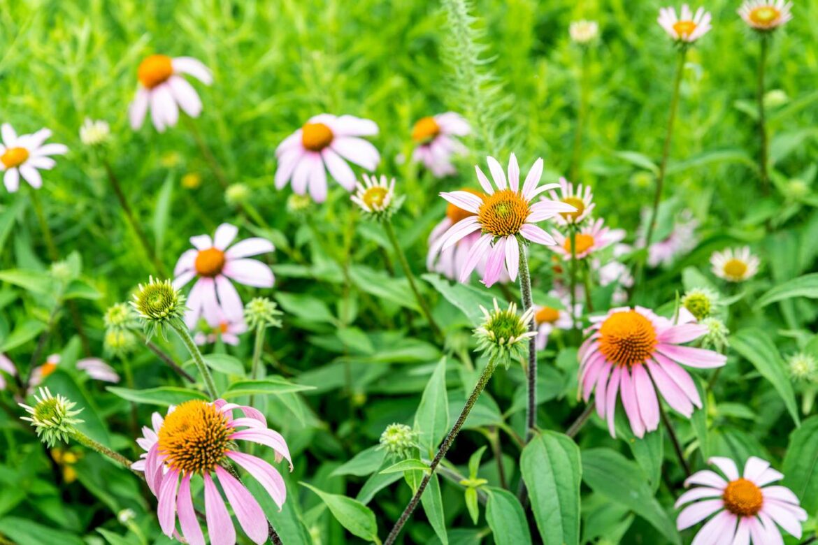 15 Low-Maintenance Perennials That Return Year After Year