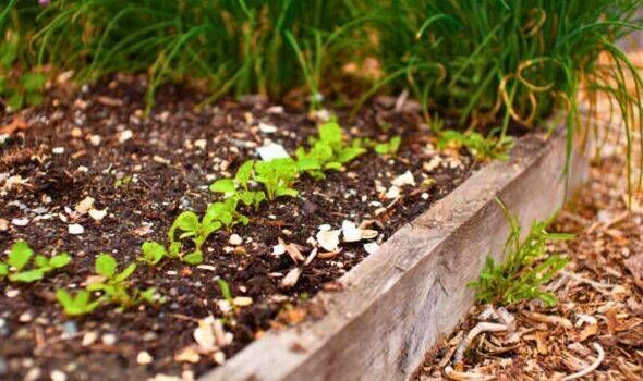 Picture of crushed dried up eggshells in a garden