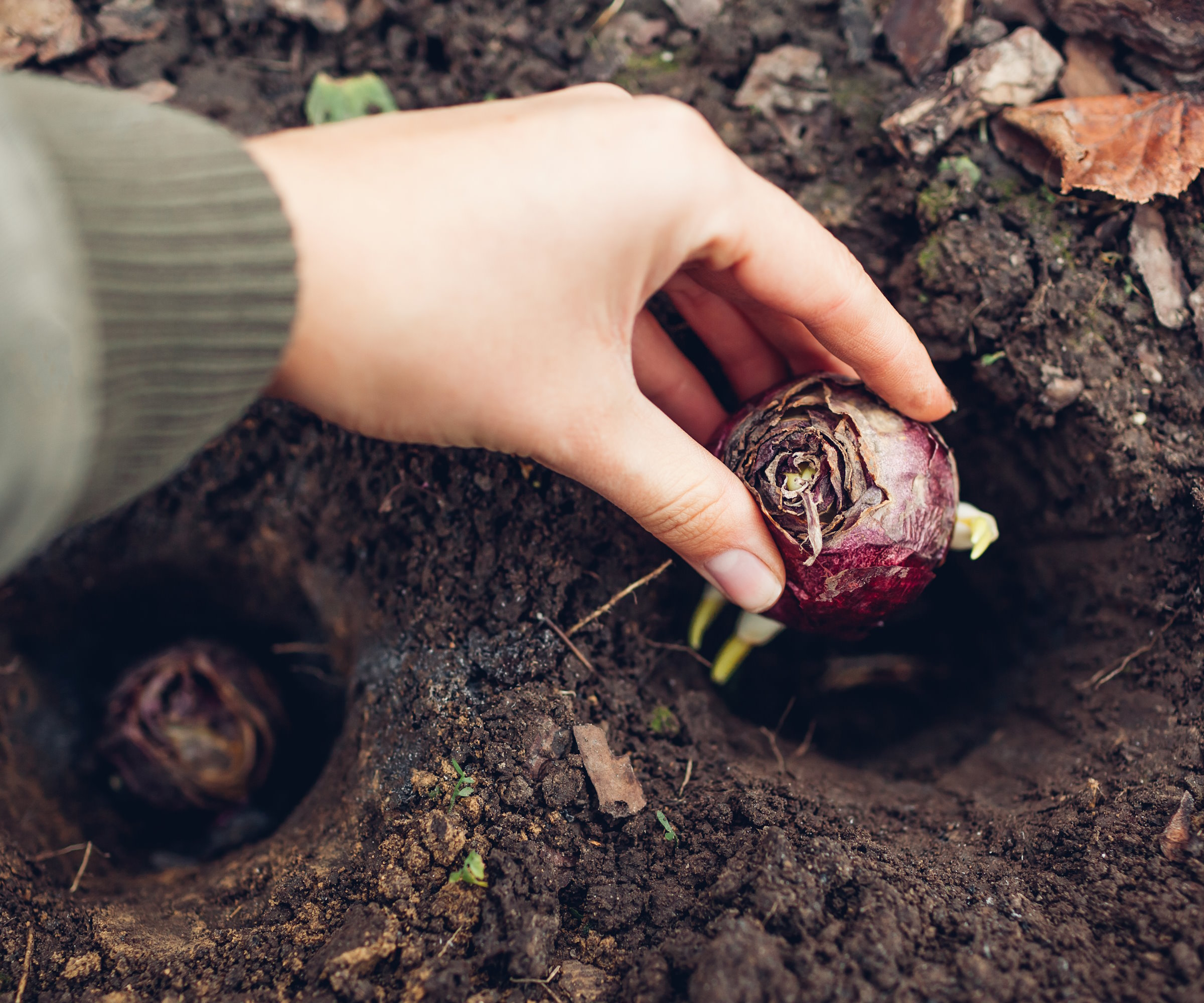 Planting hyacinth bulbs