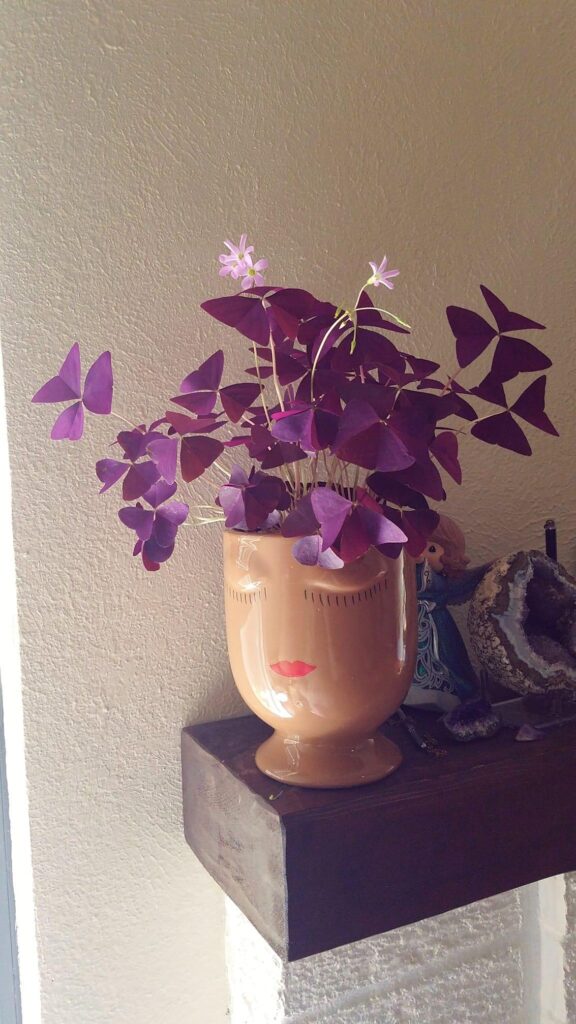 Extremely glad to see my Oxais joyful! Post in r/houseplants