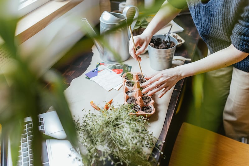 Planting seeds at home. Photograph: Getty Images