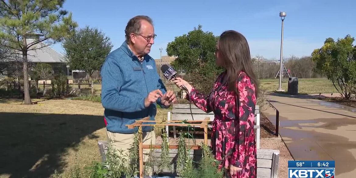 Preserving fresh herbs from your garden Preserving fresh herbs from your garden