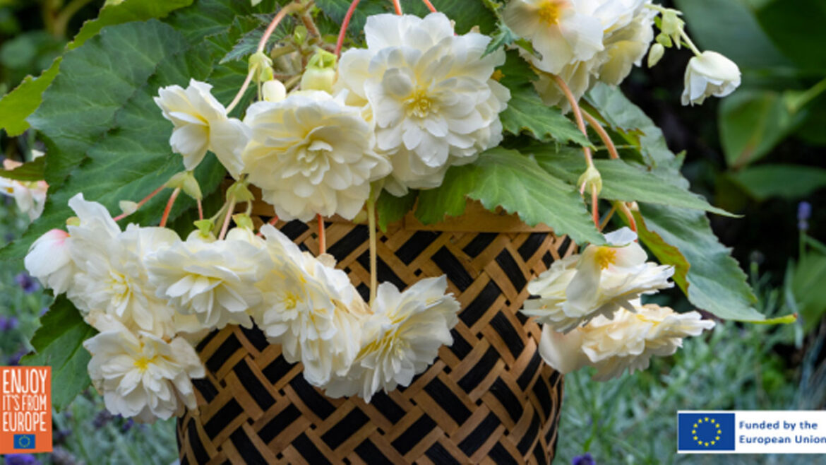 Summer-Flowering Bulbs Positioned as Entry Point for First-Time Gardeners