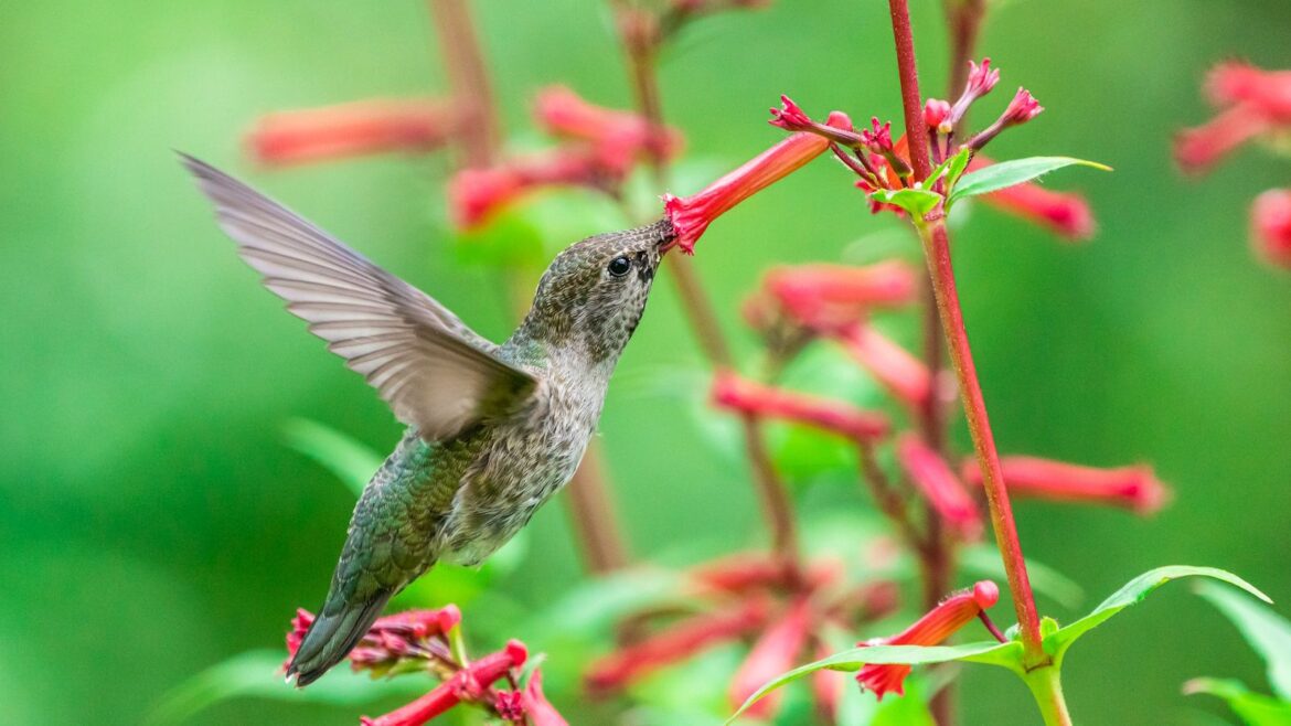 The Amazon Hummingbird Swing That Will Transform Your Yard Hummingbird feeding on a red, tubular-like bloom in a garden