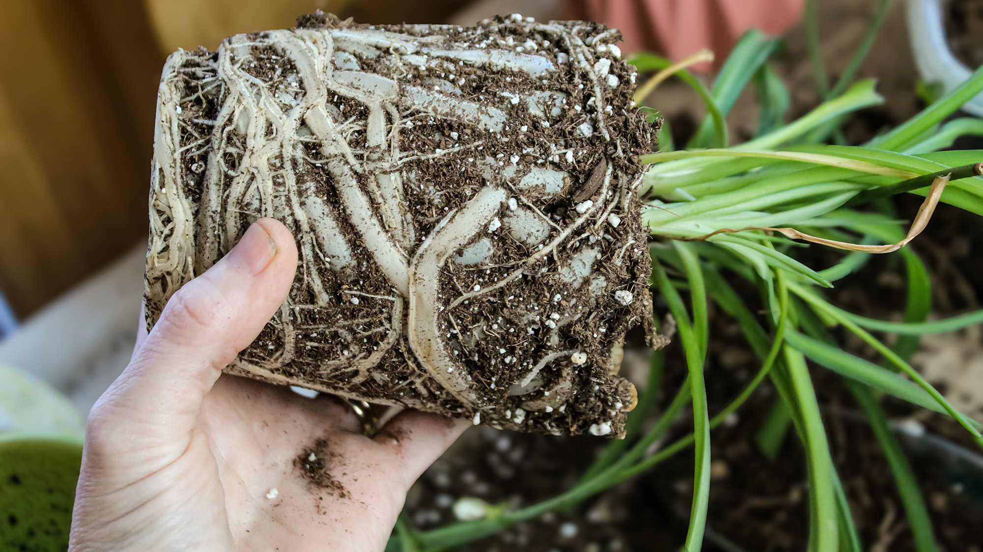 Spider plant