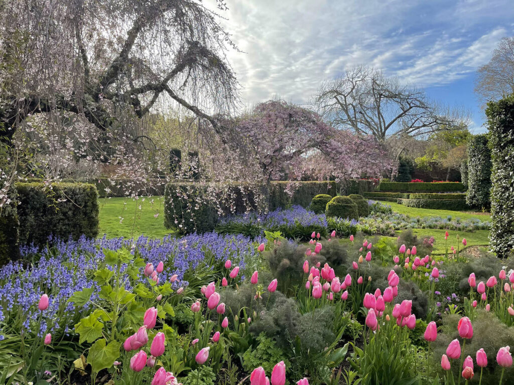 Filoli weeping cherry trees and tulips.