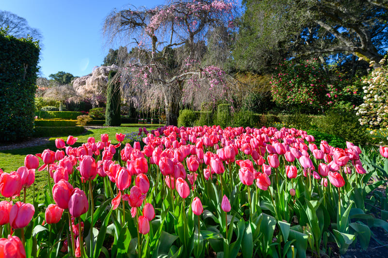 Tulips and weeping cherry tree at Filoli