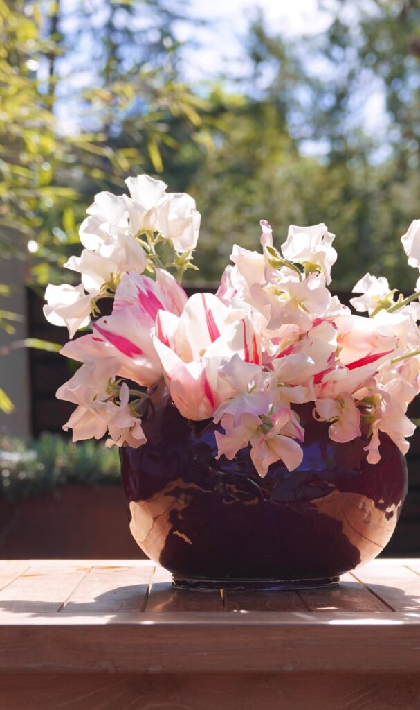 First sweet peas and last tulips