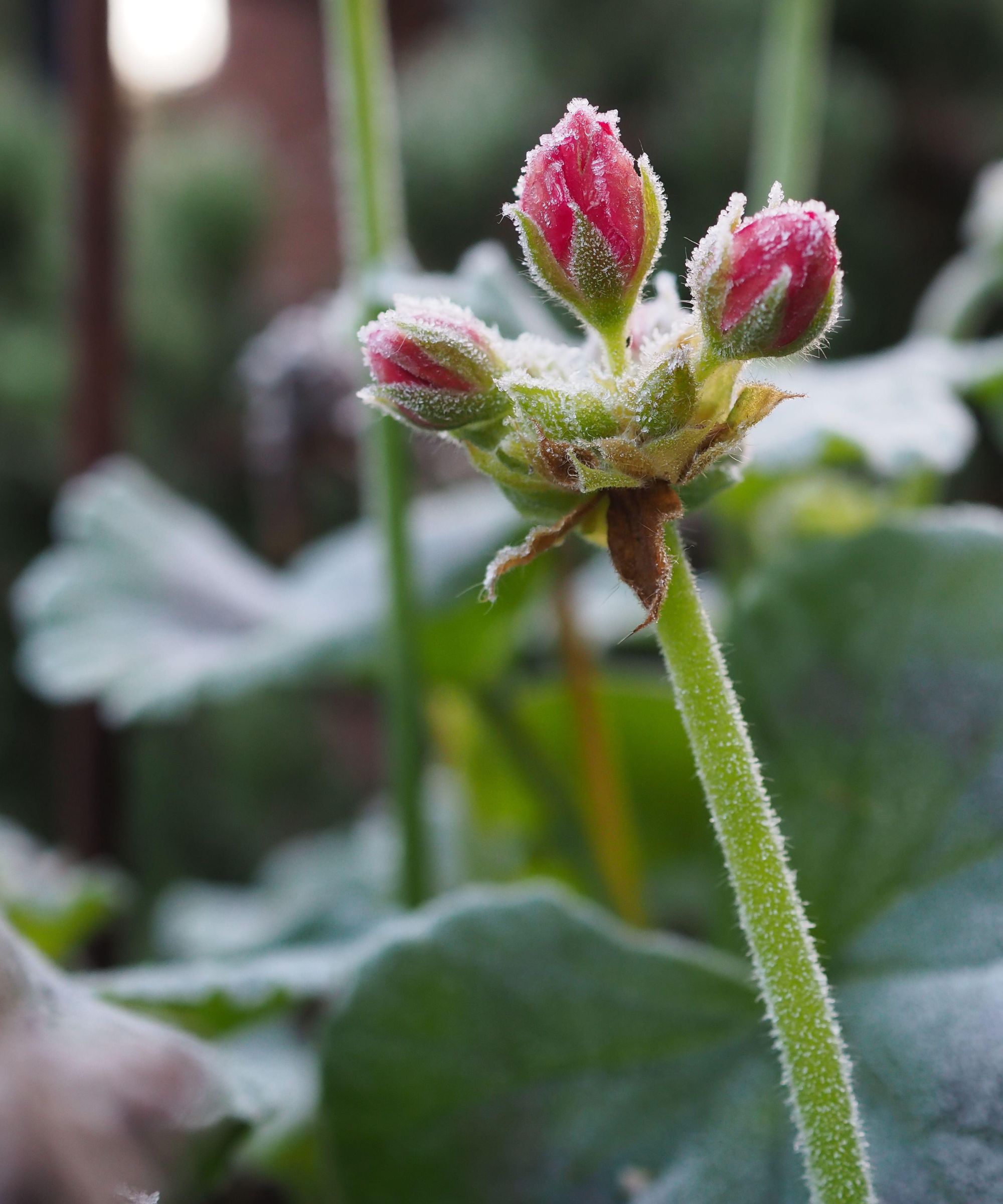 A pink flowering plant covered in frost