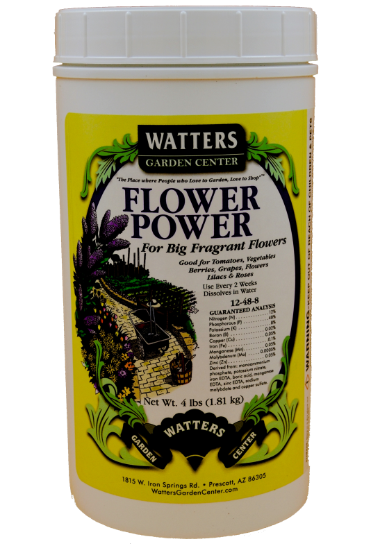 watter's garden flower power in a yellow container