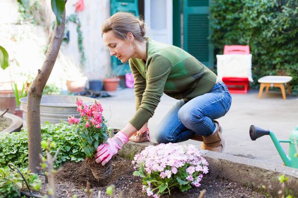 Woman planting flowers in her garden Woman planting flowers in her garden