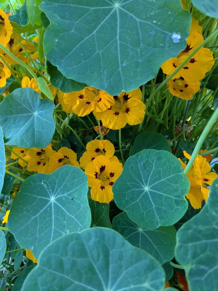 For the nasturtium fans