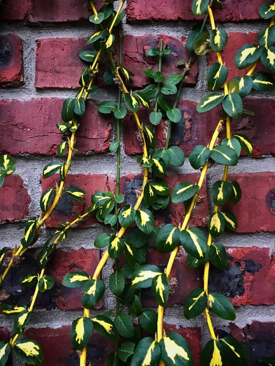 Fortune’s Spindle Vine, Also Called Euonymus Fortunei