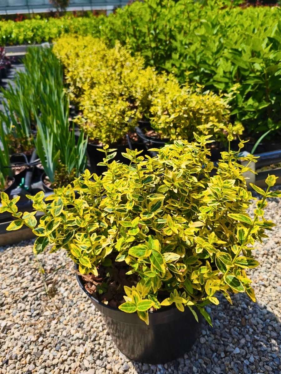 What You’d Want to Know About Fortune’s Spindle Invasive Status