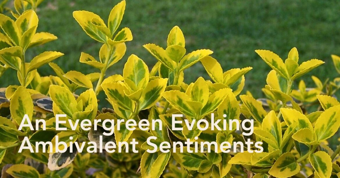 Fortune’s Spindle Vine, Also Called Euonymus Fortunei, the Woody Evergreen Evoking Ambivalent Sentiments.