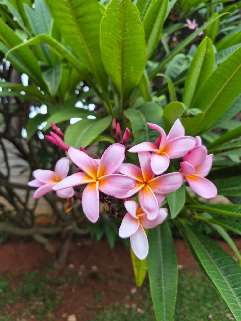 Franjipani in Bloom