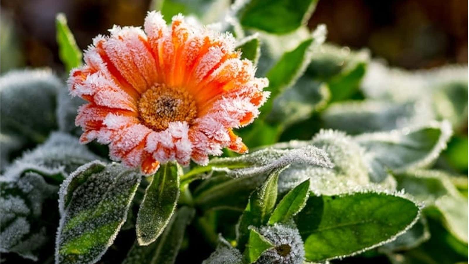 Your Average First Frost Date: Farmers' Almanac