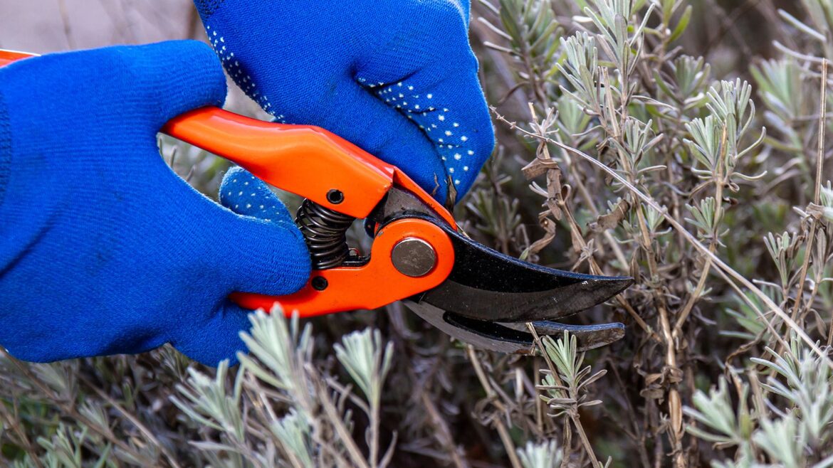 The must-have pruning list for March: 5 plants to prune right now Person wearing blue gardening gloves pruning lavender with orange secateurs