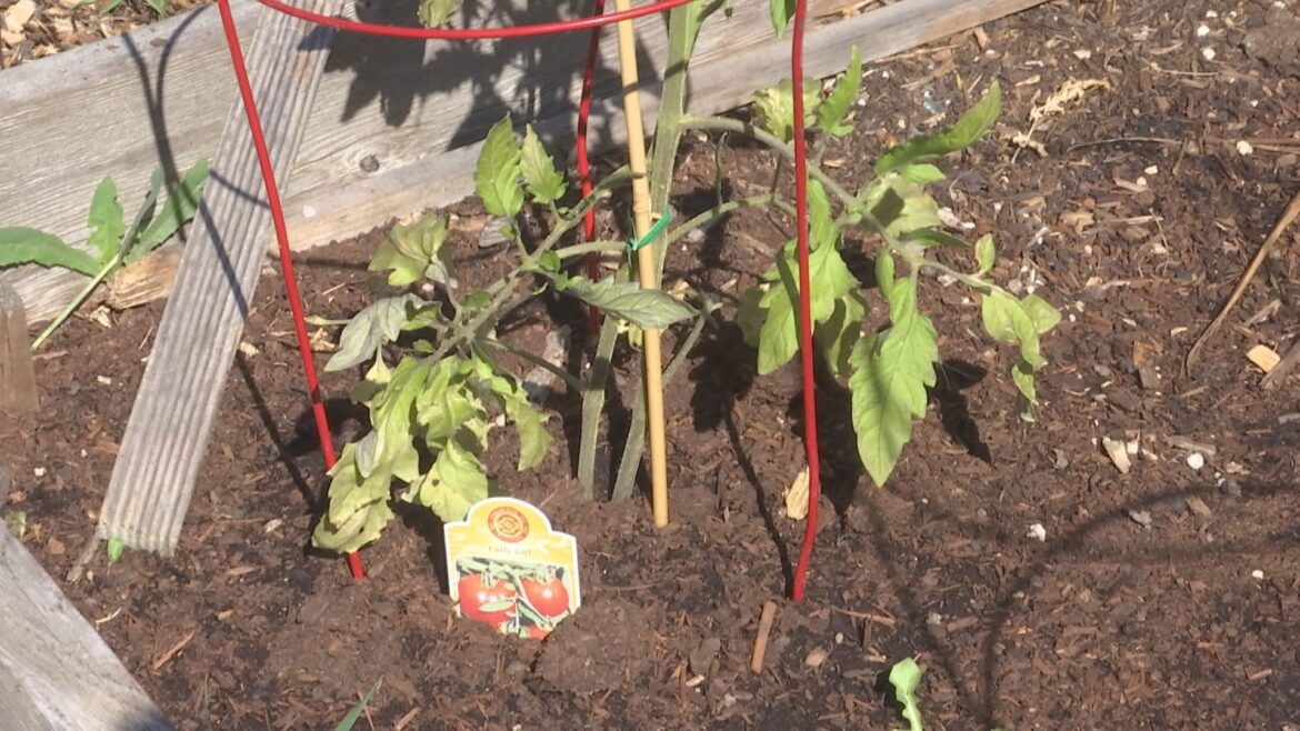 Kids learn through planting gardens Kids learn through planting gardens