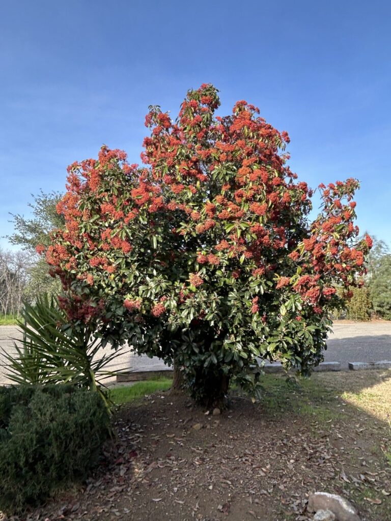 The Resilient Chinese Photinia | Red Bluff Garden Club – Red Bluff Daily News
