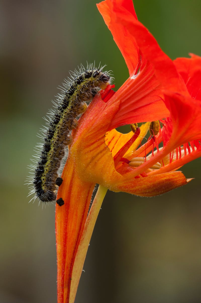 Use nasturtiums as sacrificial crops