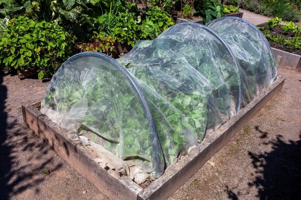 Garden plants with fleece Garden plants with fleece