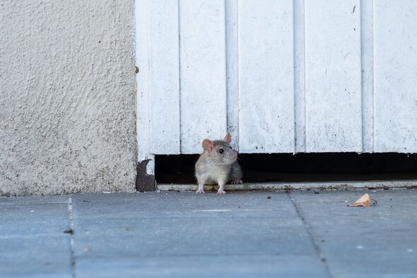 Garden rat.