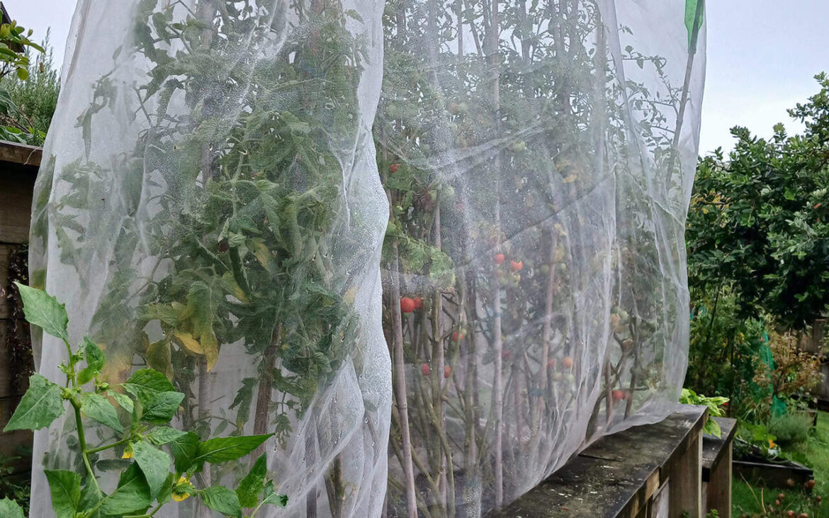 Gardening – The new urban wild