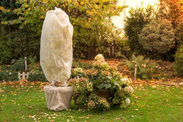 Garden tree covered with fleece Garden tree covered with fleece