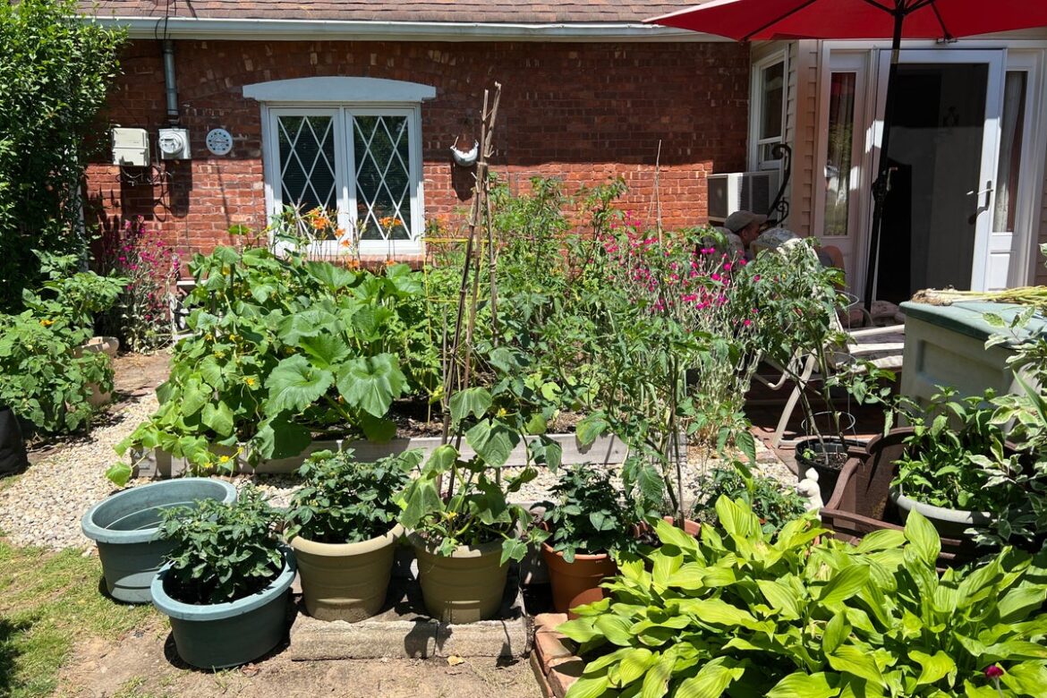 Nobody said vegetable gardens must be in the backyard. Put them out front if it’s sunny Nobody said vegetable gardens must be in the backyard. Put them out front if it's sunny