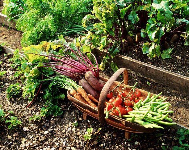 April workshops bring naturescaping, seed mastery, edible landscapes April workshops bring naturescaping, seed mastery, edible landscapes