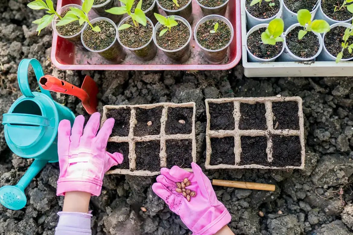 Find Free Seeds at These Northern Virginia Locations Find Free Seeds at These Northern Virginia Locations