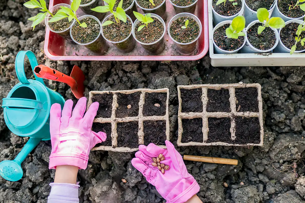 Seed gardening
