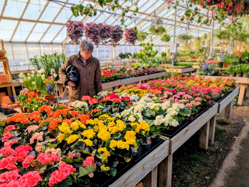 Cultivating the coast: Ipswich’s gardening experts help you navigate the spring thaw Cultivating the coast: Ipswich's gardening experts help you navigate the spring thaw