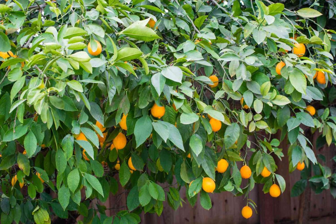 7 Easiest Fruit Trees to Grow for Beginner Gardeners