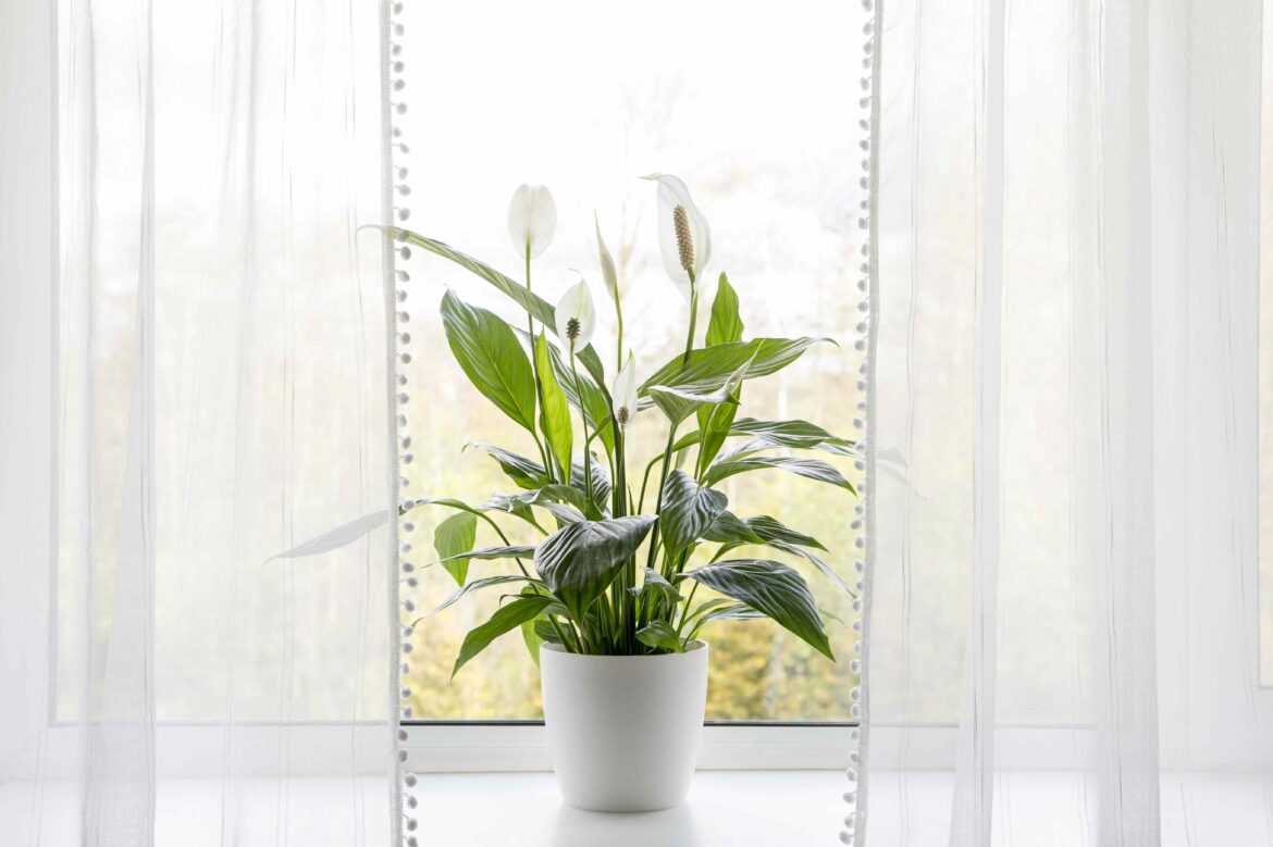 How to Get Your Peace Lily to Bloom Again: 4 Must-Know Tips