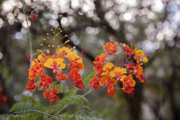 Caesalpinia Pulcherrima